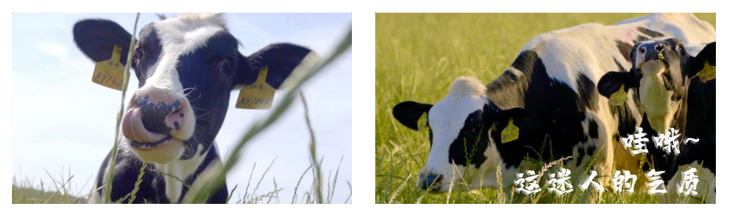 花花牛丨每天一杯奶，幸福健康喝出來(lái)！??！